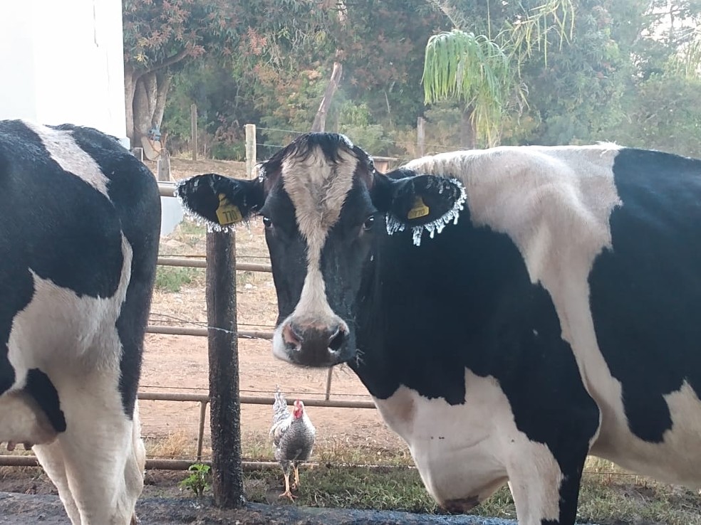 Fotos: geada congela orelhas e rabos de vacas em propriedade rural