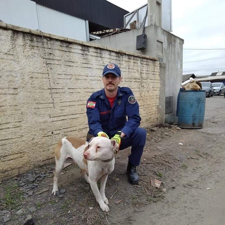 Bombeiros salvam cão que estava sendo esganado pela coleira após ficar pendurado no muro em Pouso Redondo