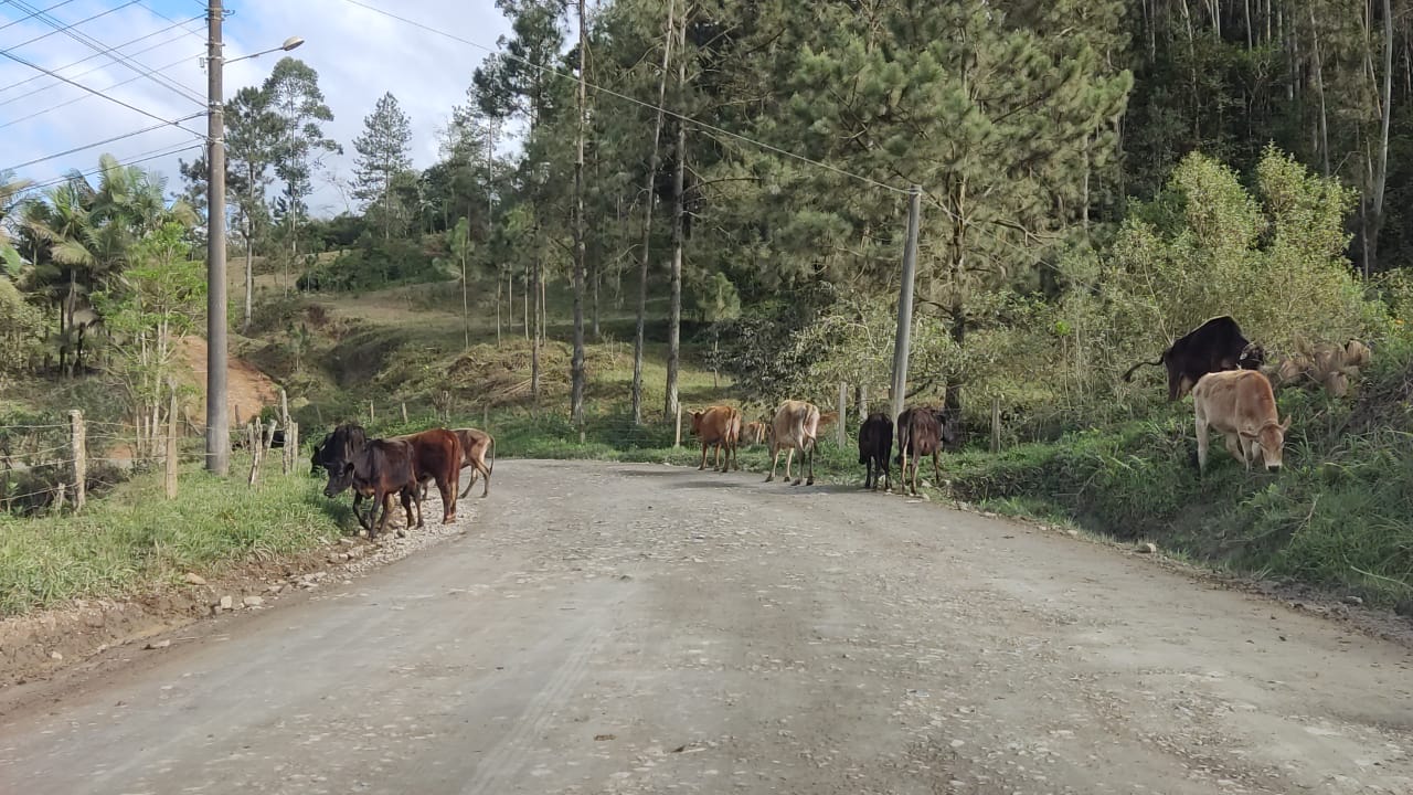 ATENÇÃO: Mais de 20 animais estão soltos as margens da estrada, no interior de Taió
