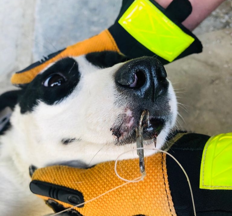 Bombeiros salvam cão com anzol preso na boca, no Alto Vale