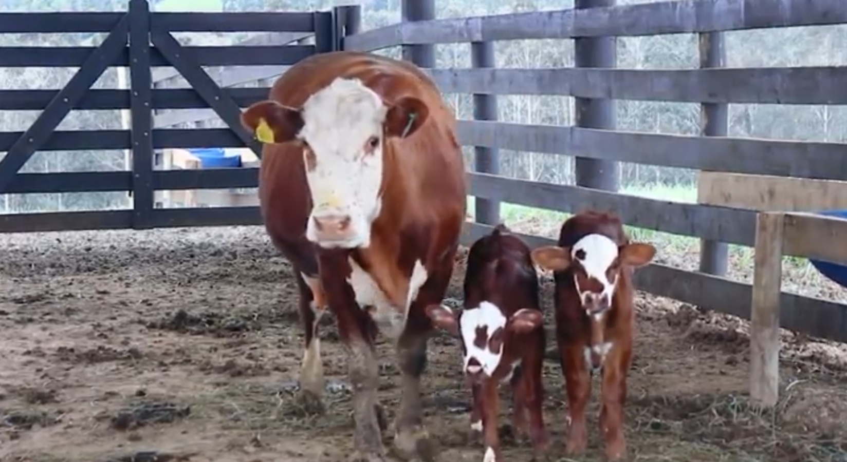 Em caso raro, vaca dá à luz a bezerros gêmeos de sexos diferentes, em Pouso Redondo