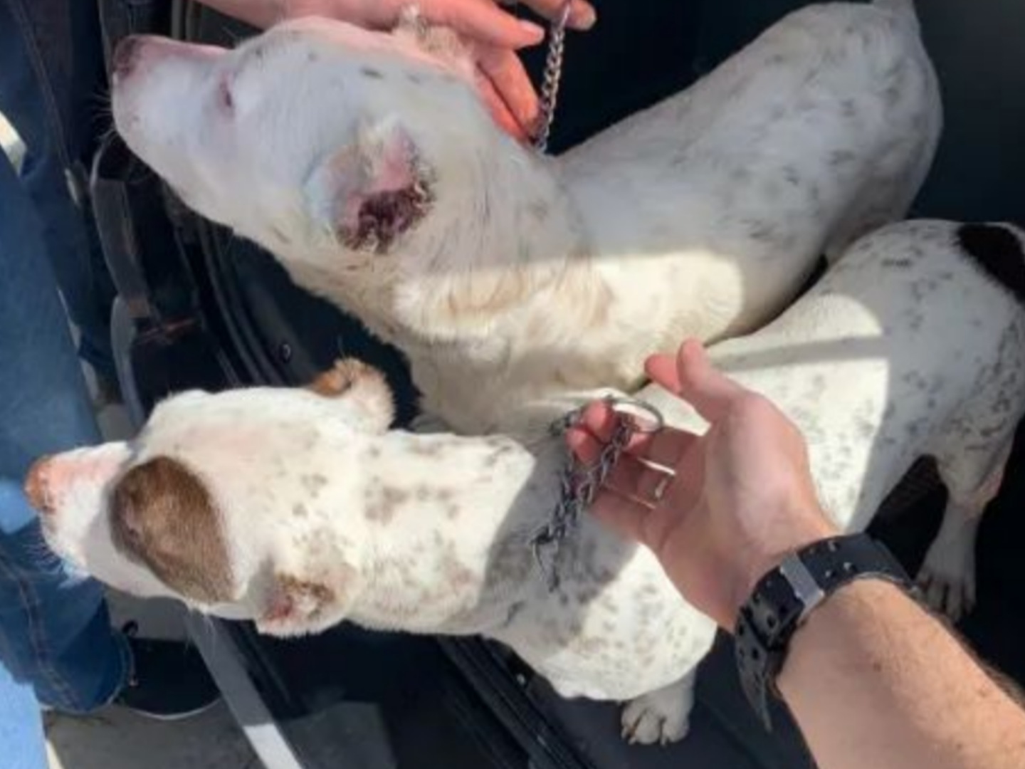 Polícia Civil apreende cachorros Pitbull que tiveram orelhas mutiladas em Trombudo Central