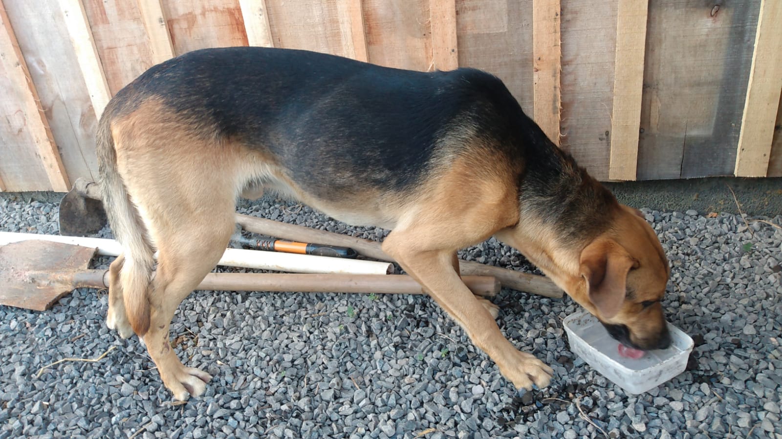 Cachorros ‘largados’ no interior de Taió foram furtados pela pessoa que abandonou