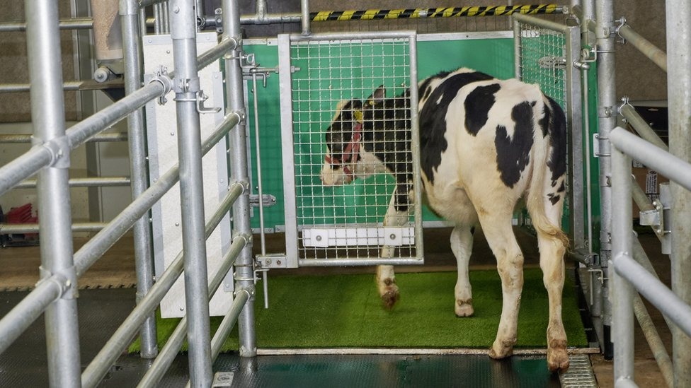 Cientistas treinam vacas para usar o banheiro