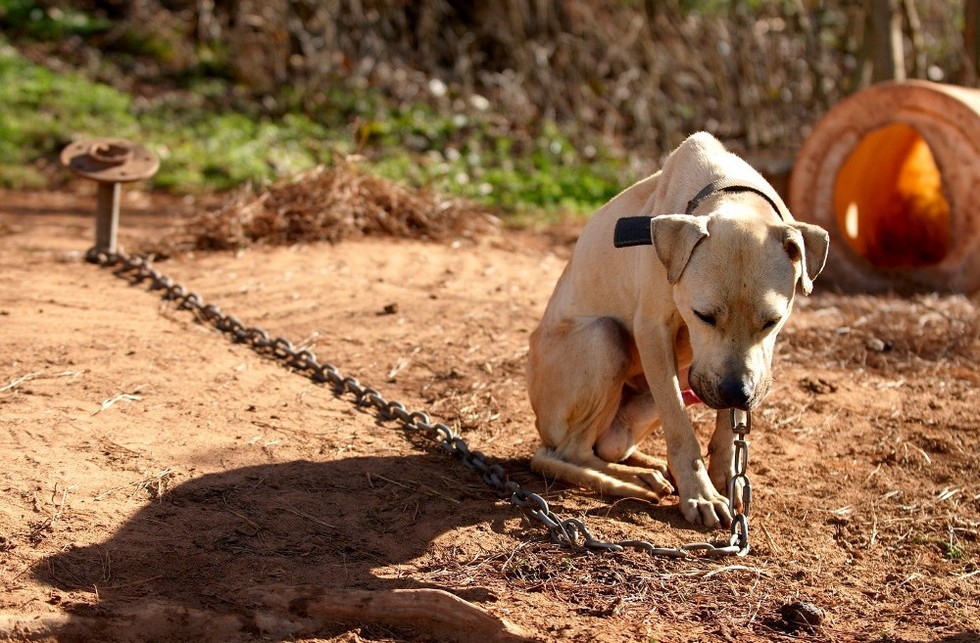 Mãe e filho são condenados por manter cadela ferida ao relento, no Alto Vale