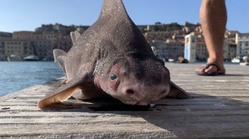 MUNDO: Você viu? Tubarão porco que vive nas profundezas é encontrado boiando