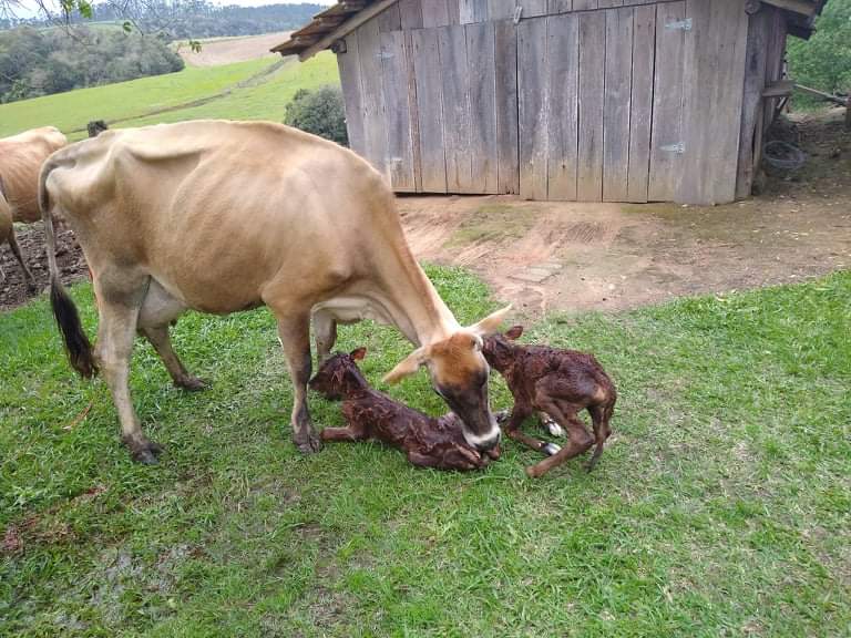 Vaca dá à luz a bezerras gêmeas, no Alto Vale