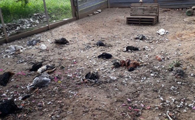 48 galinhas são encontradas com o pescoço quebrado em sítio no Alto Vale