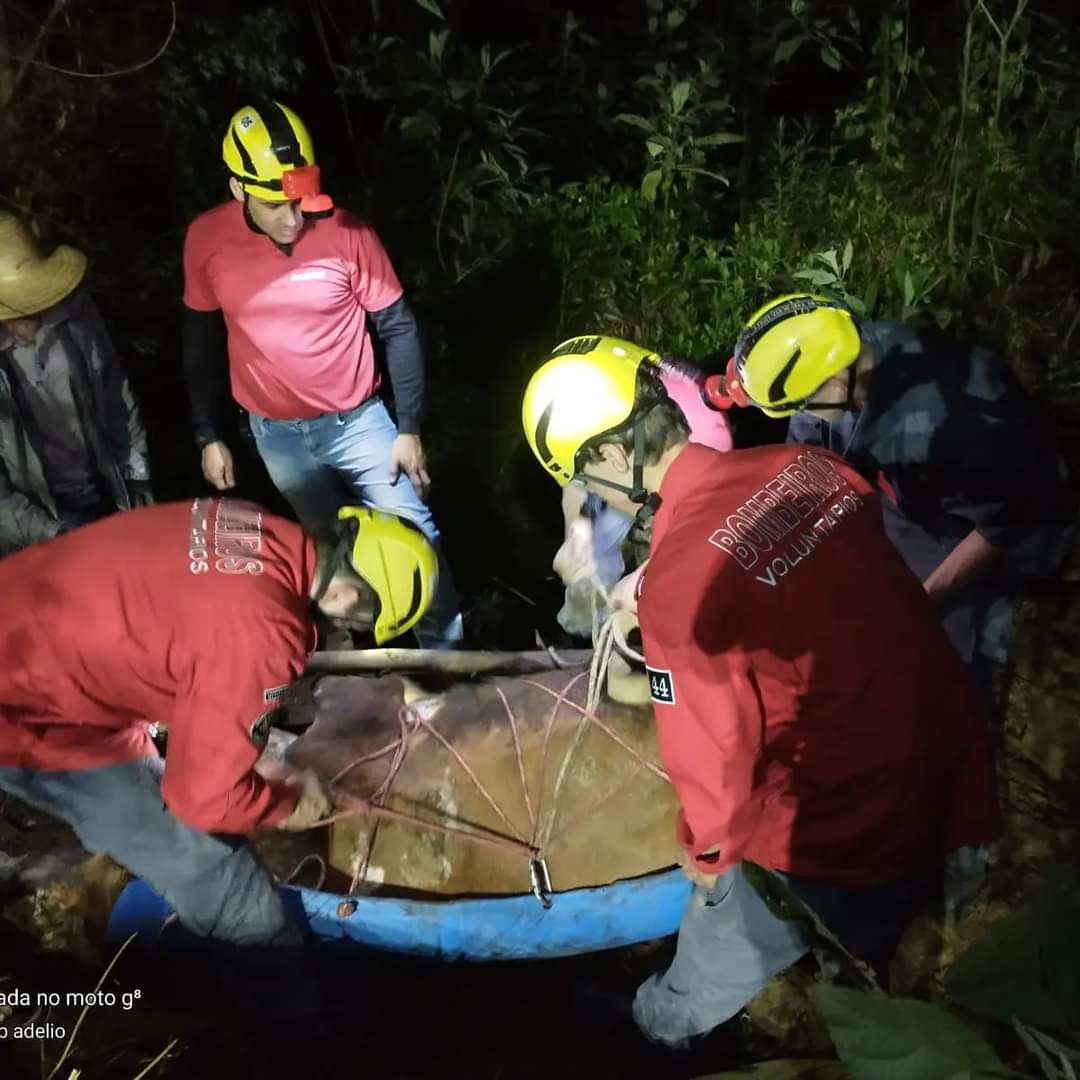 Bombeiros resgatam animal em ribanceira, em Vitor Meireles