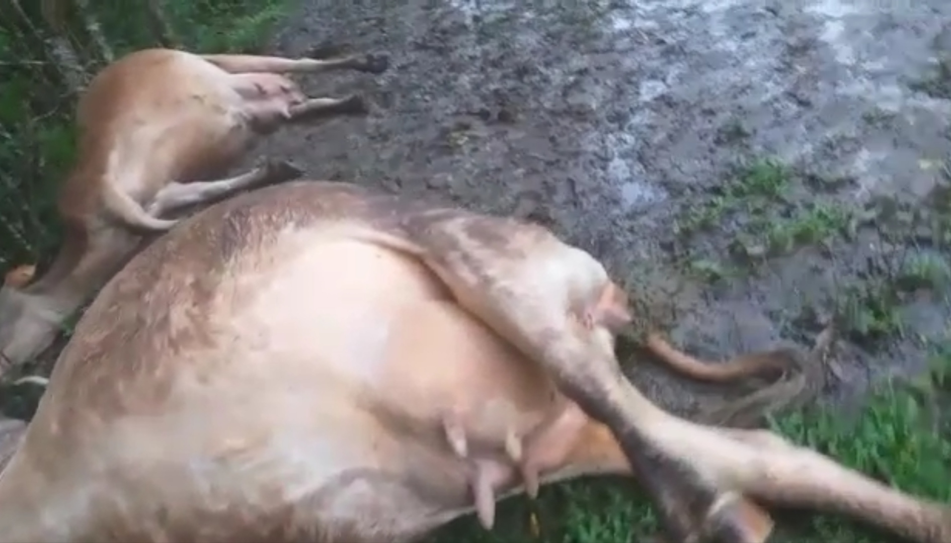 Queda de raio mata duas vacas no interior de Vitor Meireles
