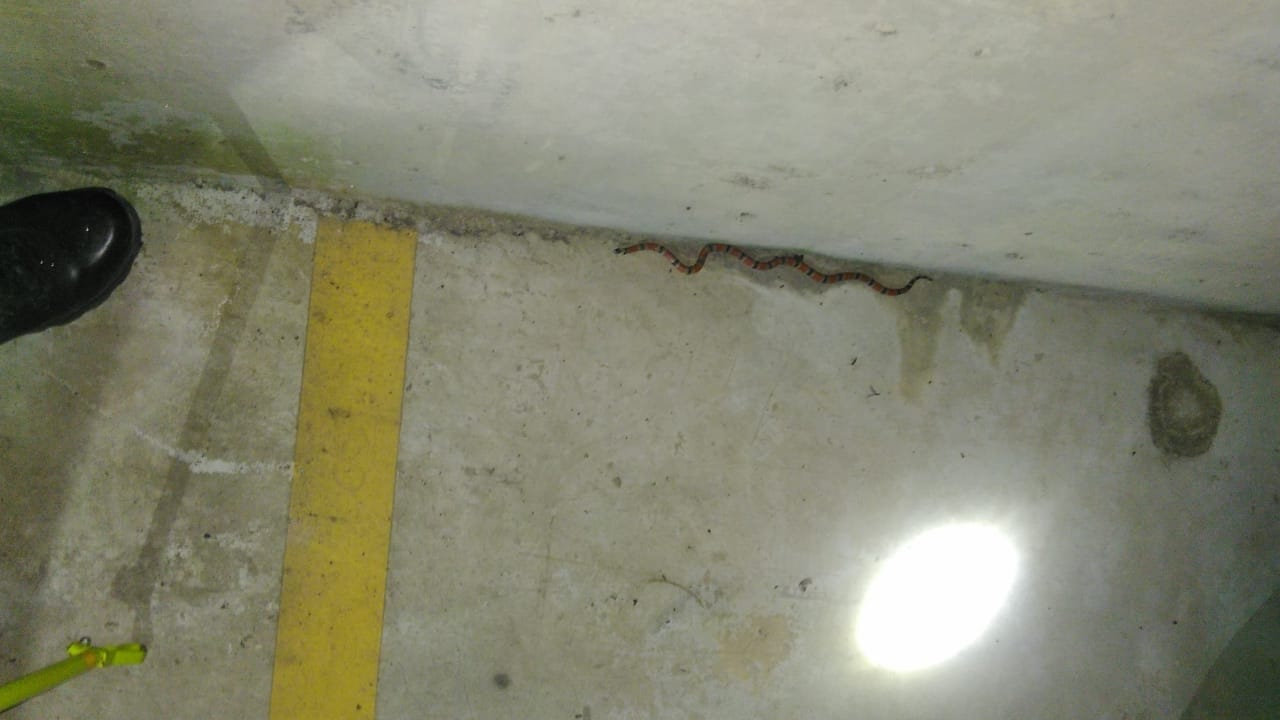 Serpente venenosa é encontrada em garagem, no Alto Vale