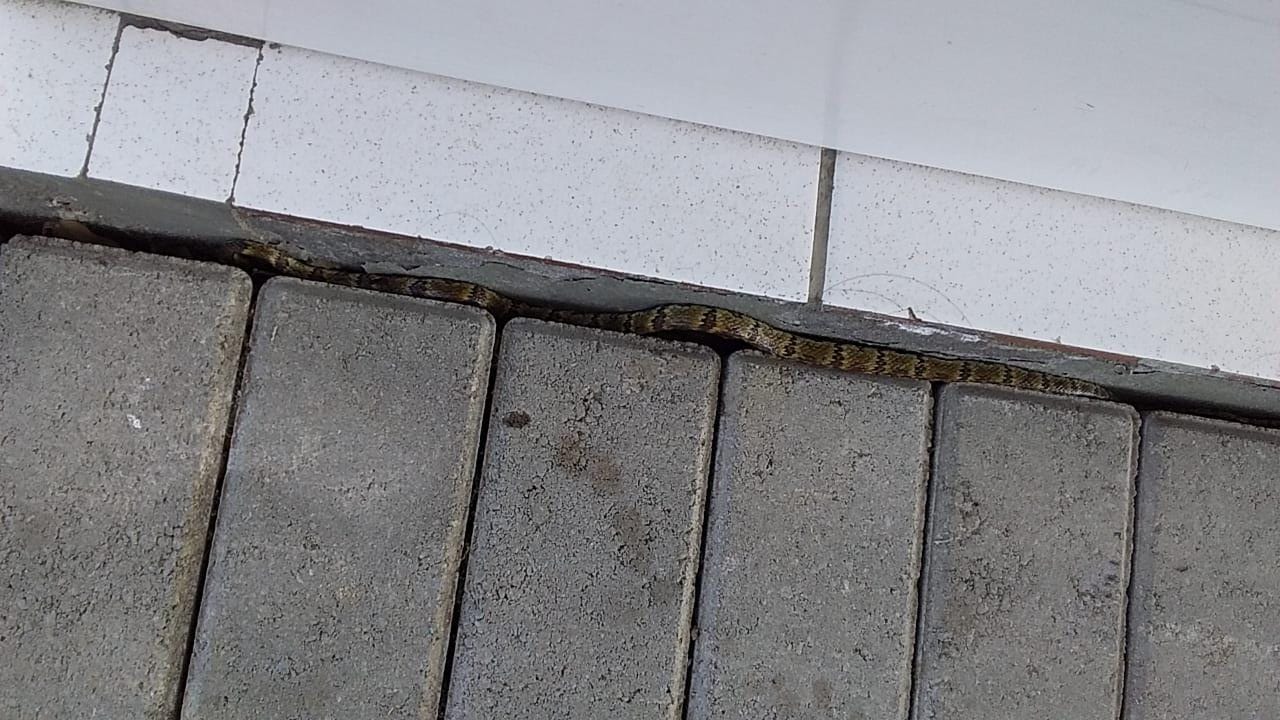 Cobra Jararaca é capturada em calçada pública, no Alto Vale