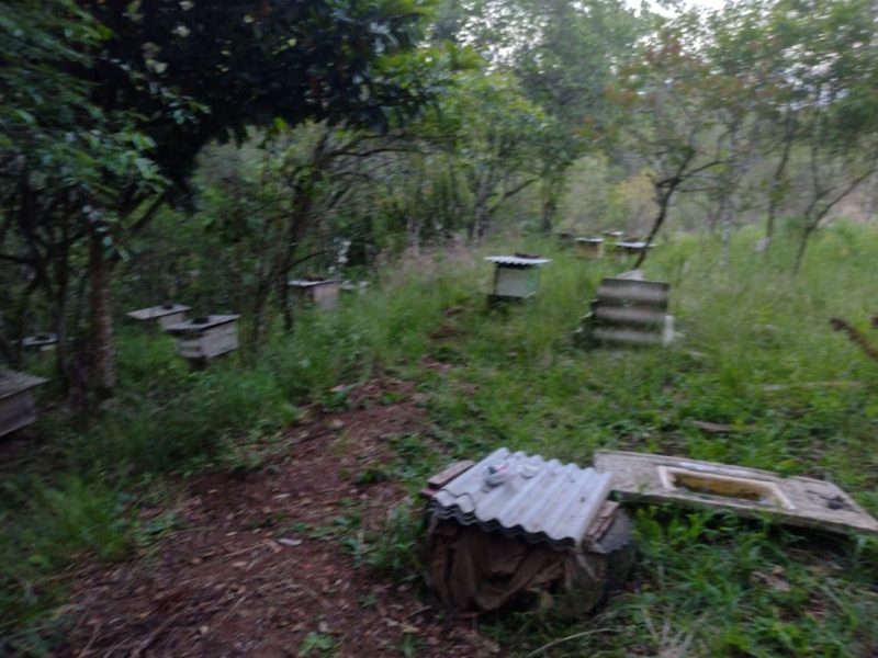 Idoso é achado morto com enxame de abelhas pelo corpo em Santa Catarina