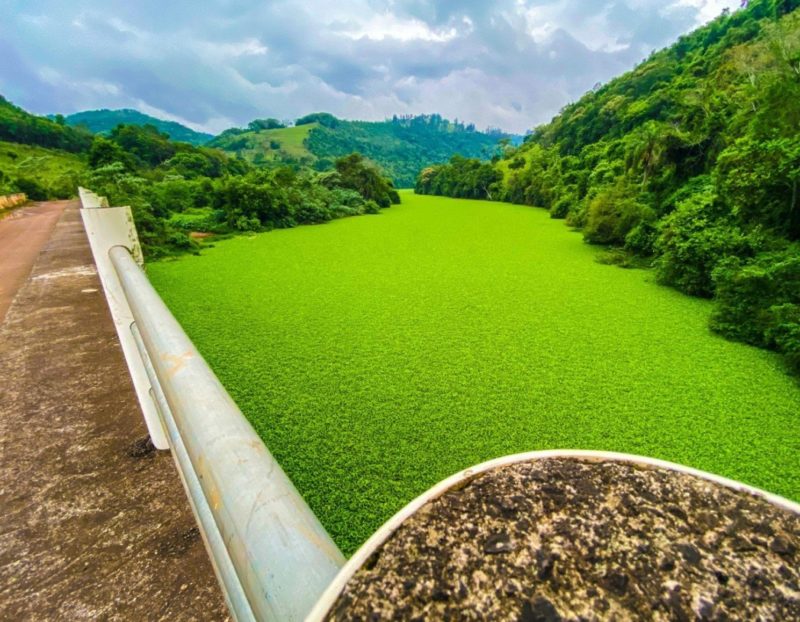 Imagens lindas de ‘tapete verde’ em rio de SC traz preocupação