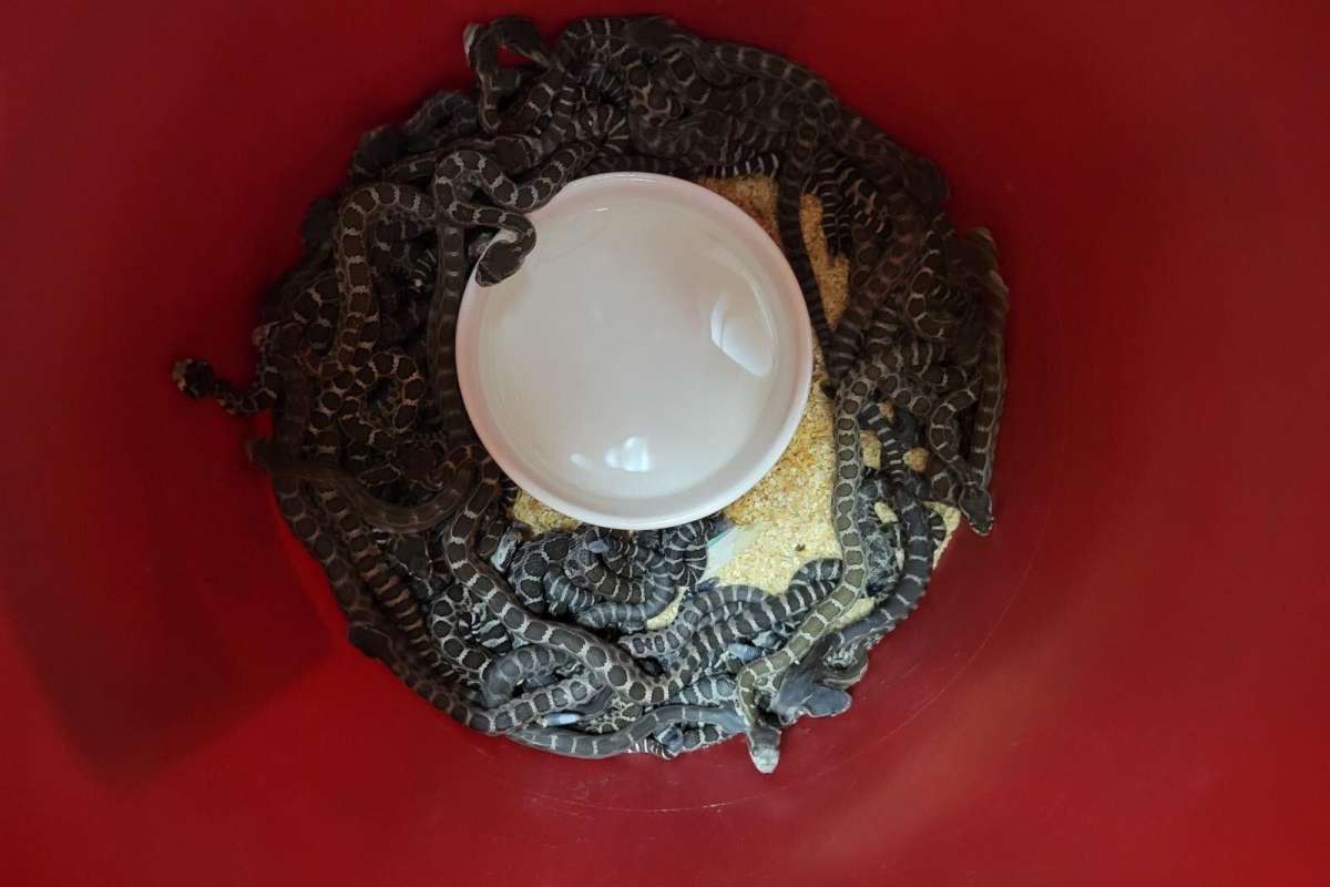 MUNDO: Mulher descobre ninho com 92 cobras cascavéis embaixo do chão de casa