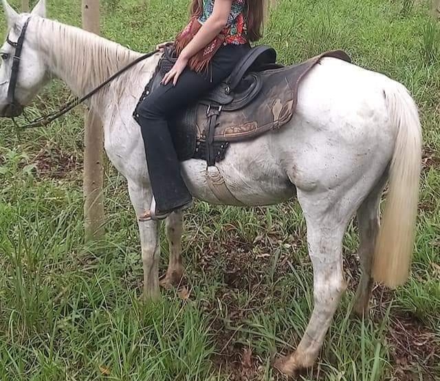 Família pede ajuda a comunidade para encontrar cavalo que desapareceu em Trombudo Central