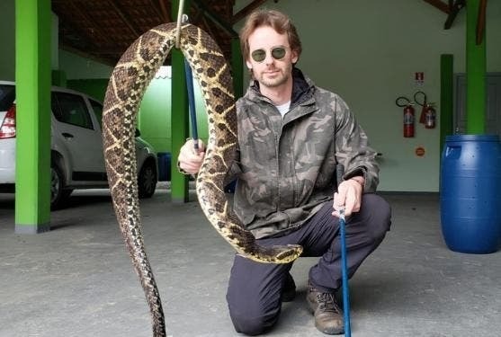 Maior espécie de cobra venenosa é capturada em SC
