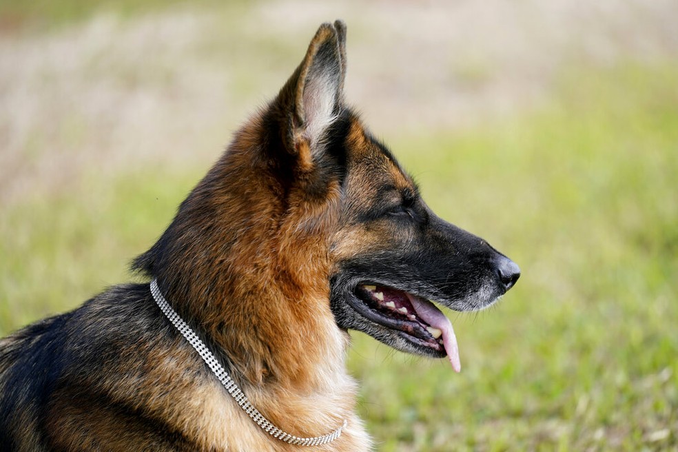 Cidade de SC proíbe coleiras de choque e aumenta restrições para equipamentos que podem machucar cães
