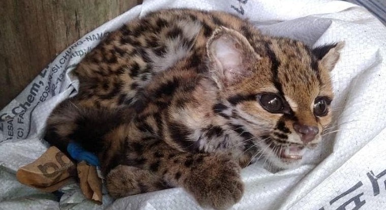 Ameaçado de extinção, gato-maracajá é resgatado após entrar em casa em SC