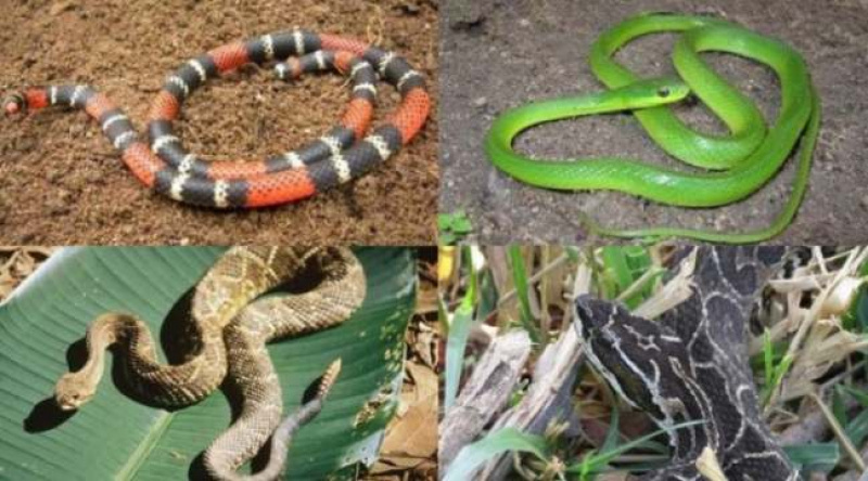 Conheça as cinco serpentes mais perigosas encontradas em Santa Catarina