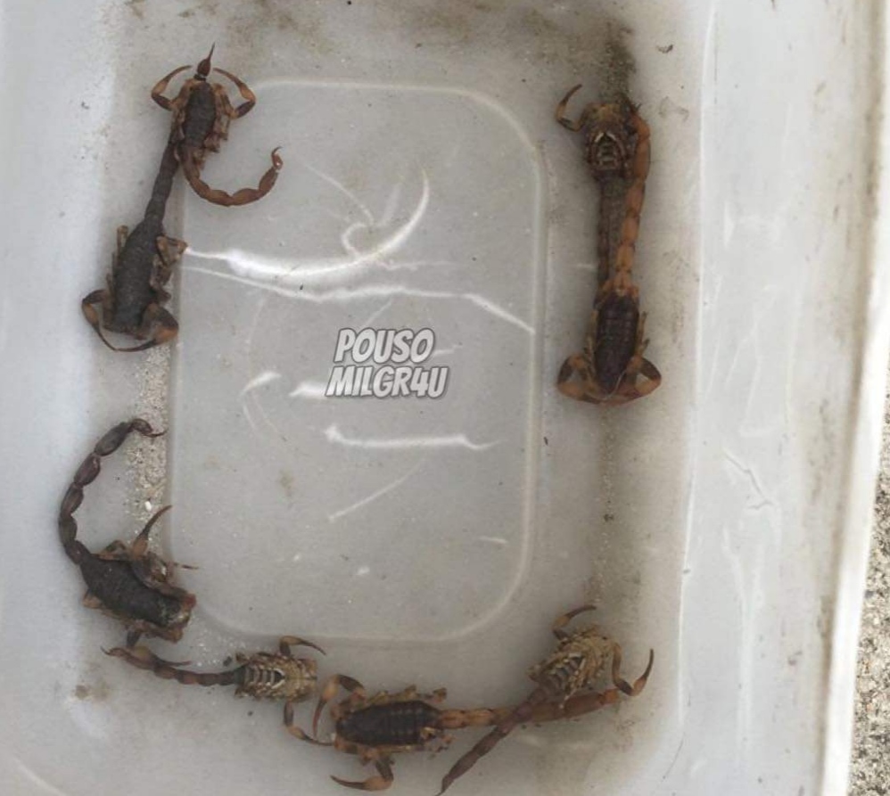 Moradores de Pouso Redondo encontram escorpiões no centro do município