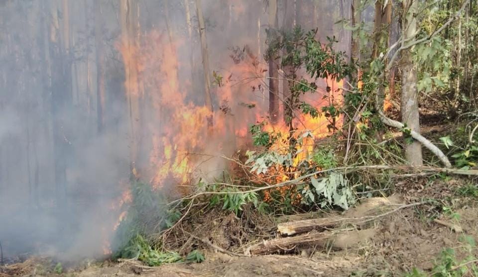 Incêndio é registrado em reflorestamento de eucalipto, no Alto Vale