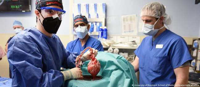 Em transplante inédito, homem recebe coração de porco