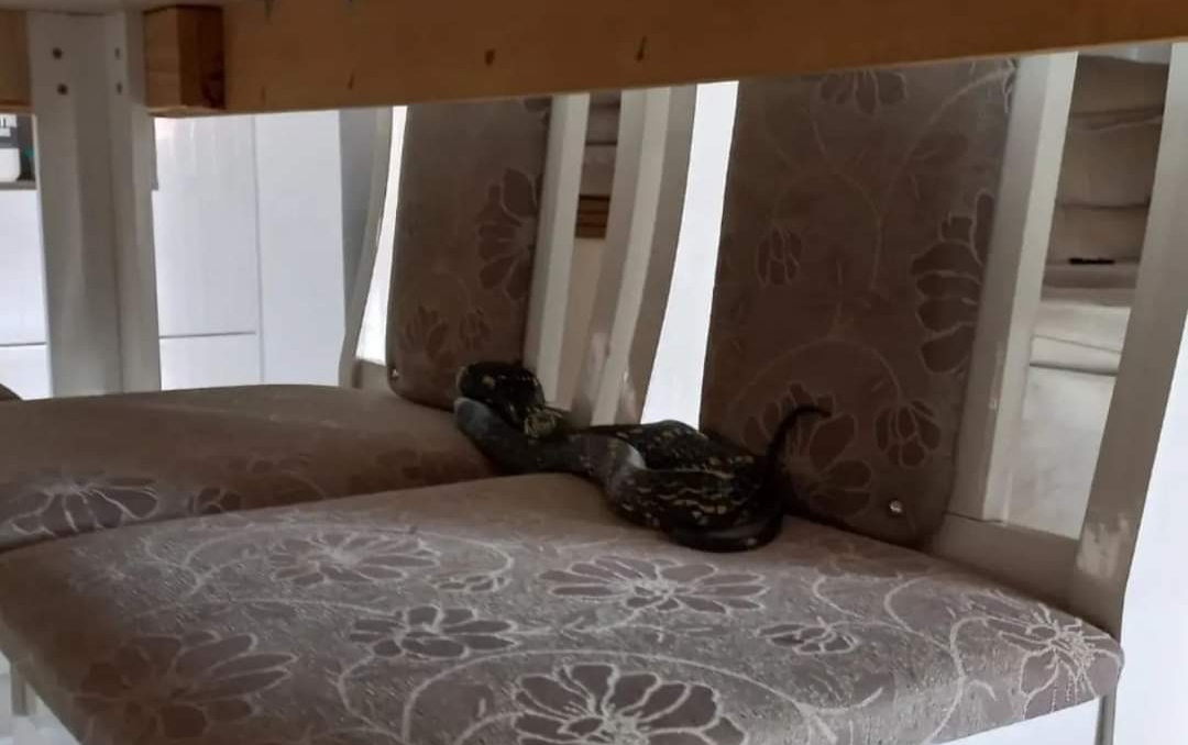 Cobra é encontrada na sala de jantar em cima de cadeiras em residência no Alto Vale