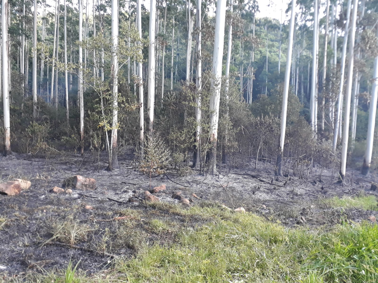 Incêndio é registrado em reflorestamento de eucaliptos no Alto Vale