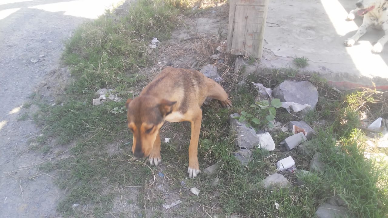 Abandono de cachorros causa indignação em Agrolândia