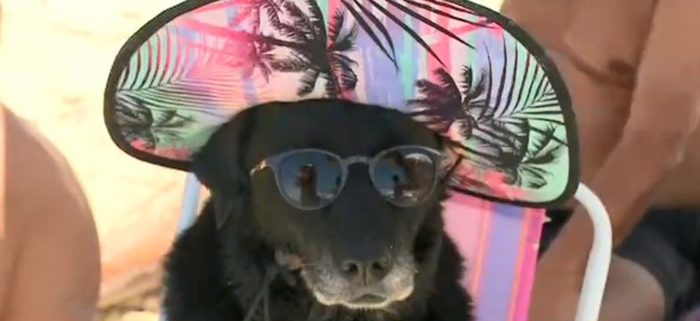 Sentada em cadeira de praia em SC, cachorra de chapéu e óculos viraliza