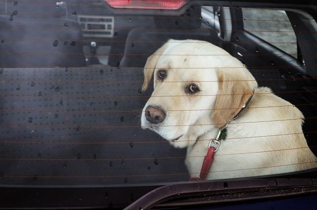 Saiba por que você não deve deixar seu cão sozinho no carro