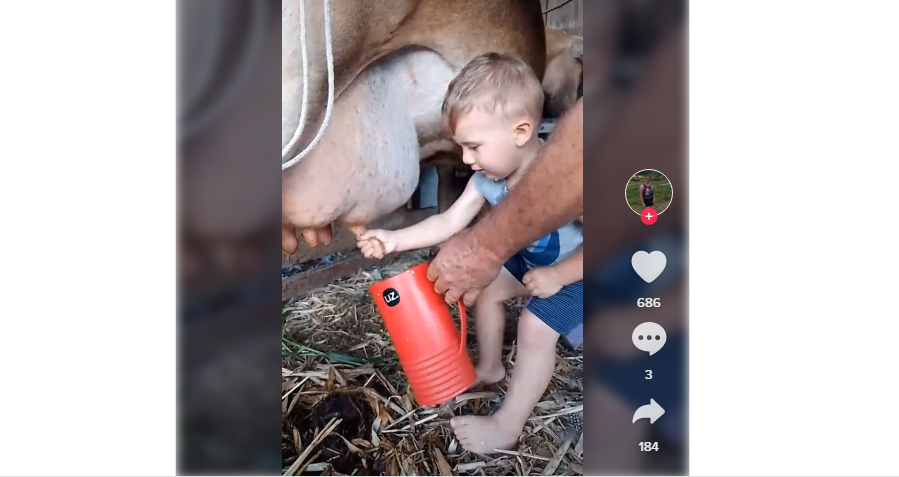VÍDEO: Menino de 2 anos impressiona ao mostrar prática em ordenhar vaca no Alto Vale