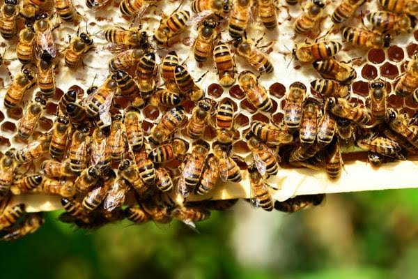 Alerta para o aparecimento de enxame de abelhas nesta época do ano