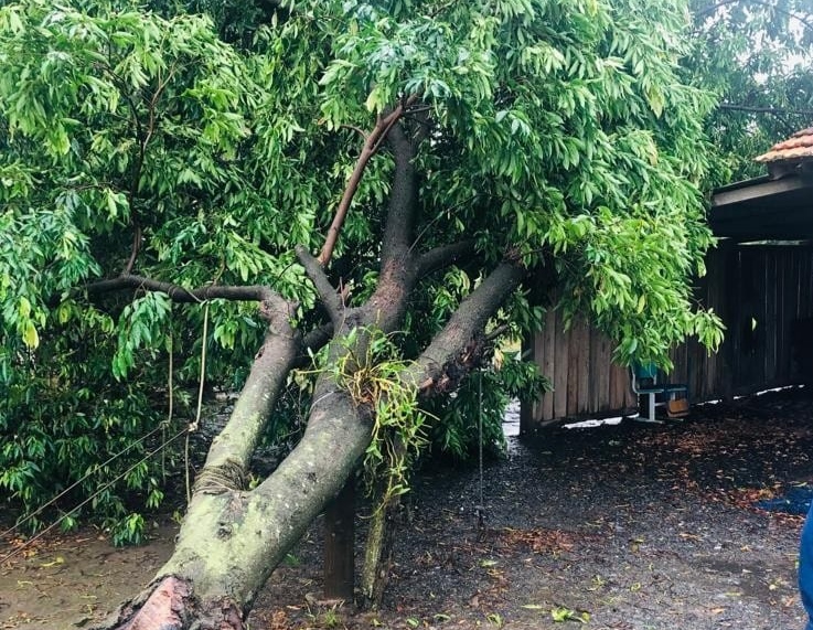 Chuva provoca queda de árvore sobre residência, no Alto Vale