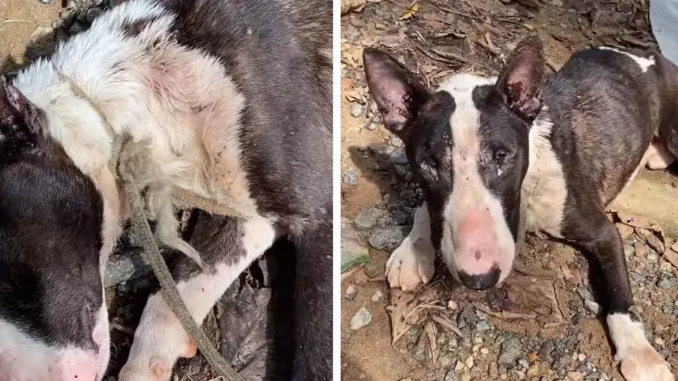 Cachorro é encontrado amarrado em situação de maus-tratos em SC
