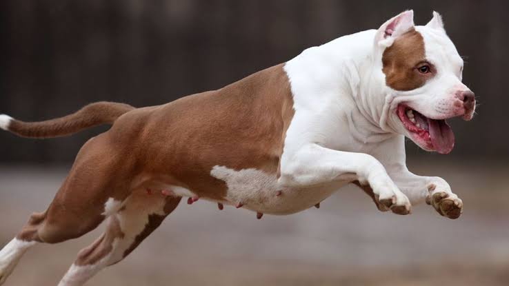 Casal de cachorros da raça Pitbull fogem de casa e atacam boi, no Alto Vale