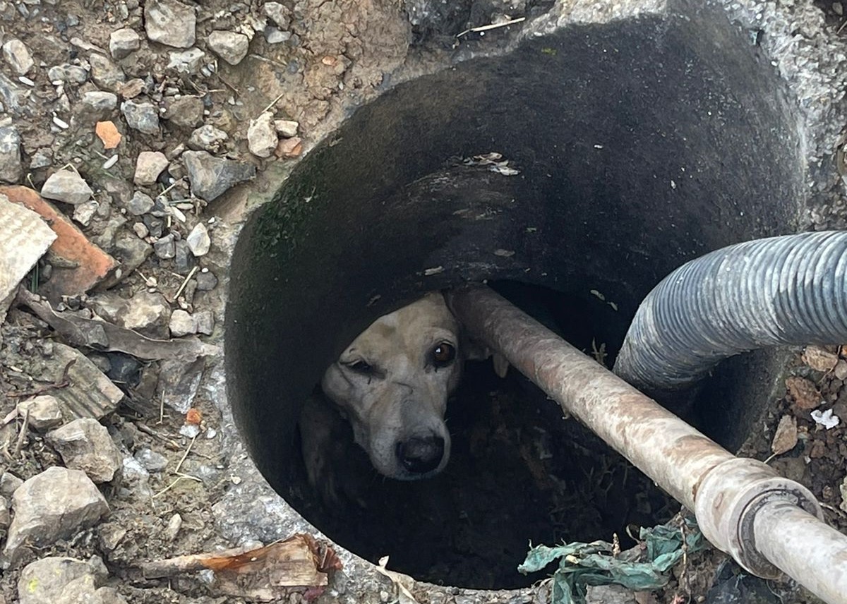 FOTOS: Cão é resgatado pelos bombeiros no Alto Vale