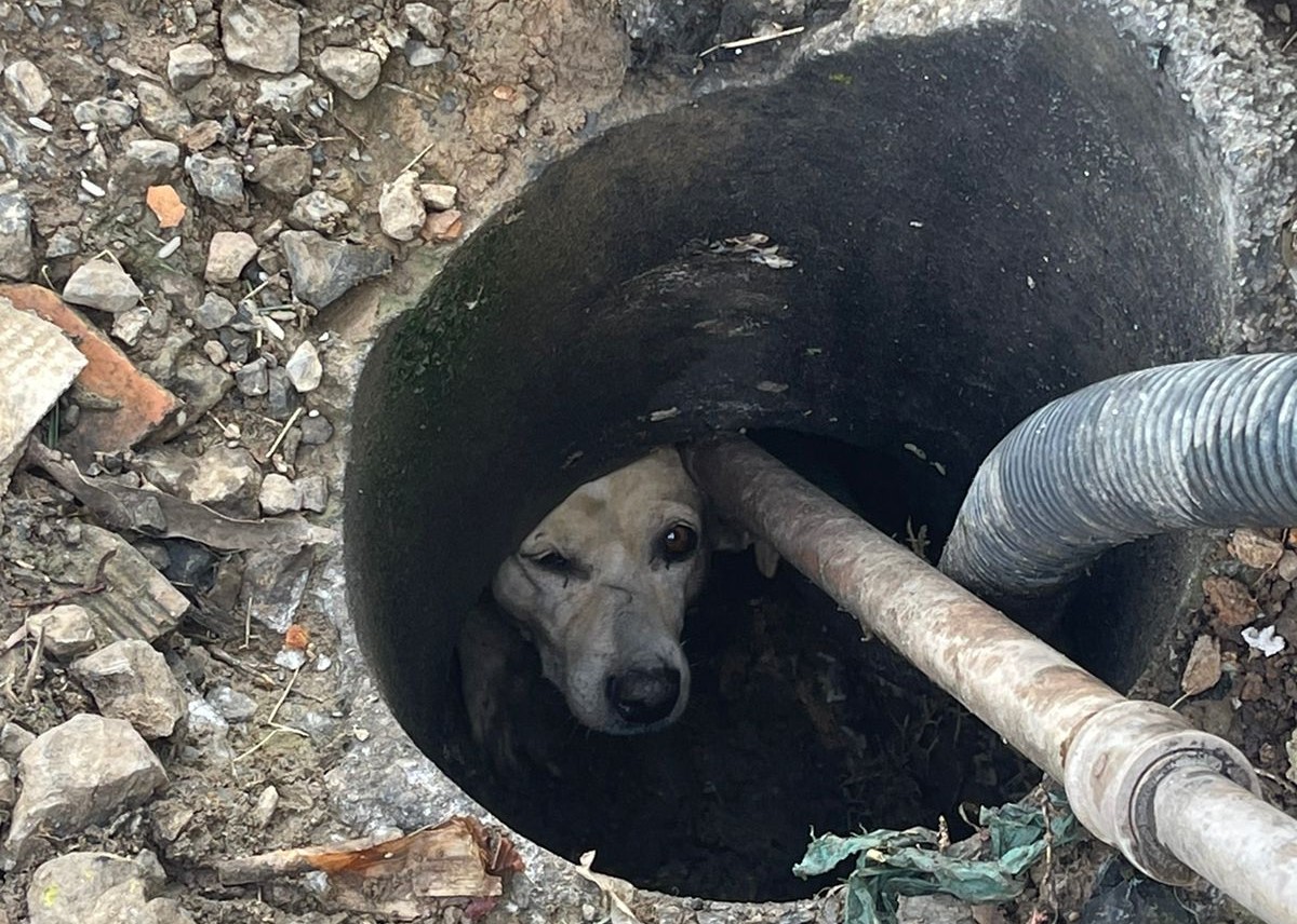 Fotos Cão é Resgatado Pelos Bombeiros No Alto Vale Rede Web Tv 6432