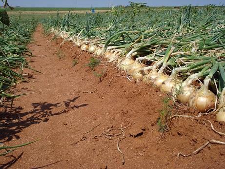 Chuvas de outubro em SC: fumo, trigo e cebola são as culturas mais prejudicadas