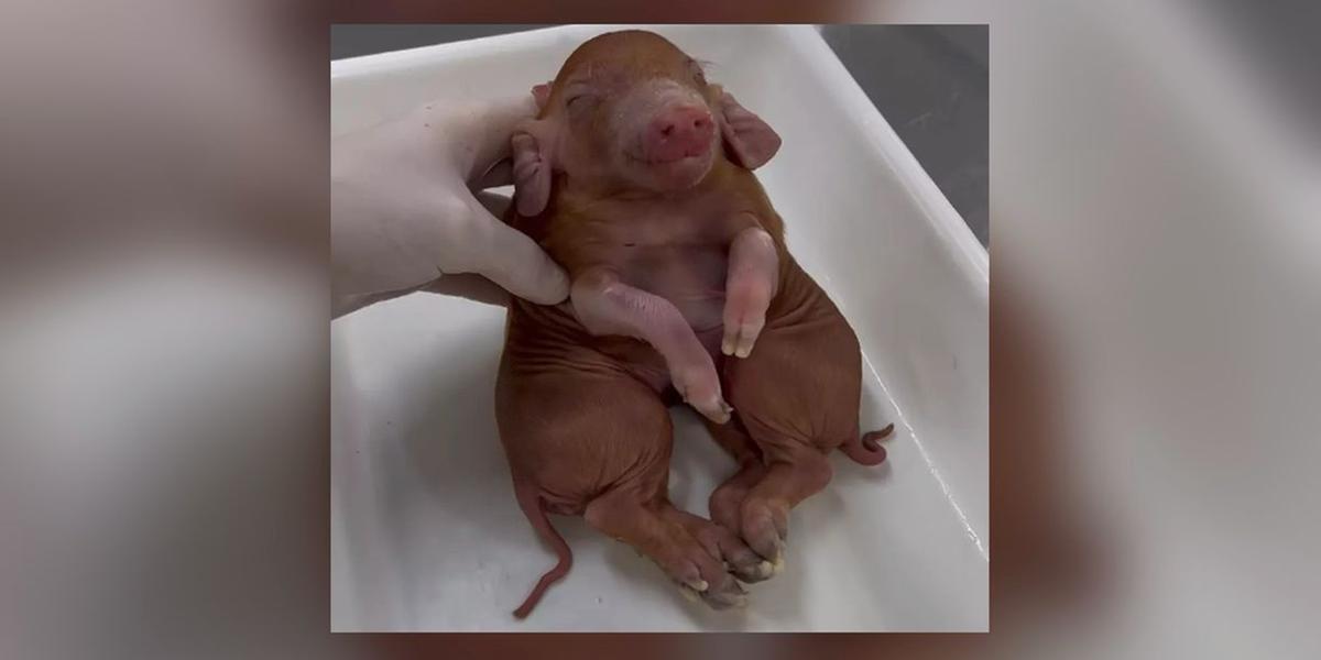 FOTOS: Porcos siameses nascem com dois corpos e oito patas em SC