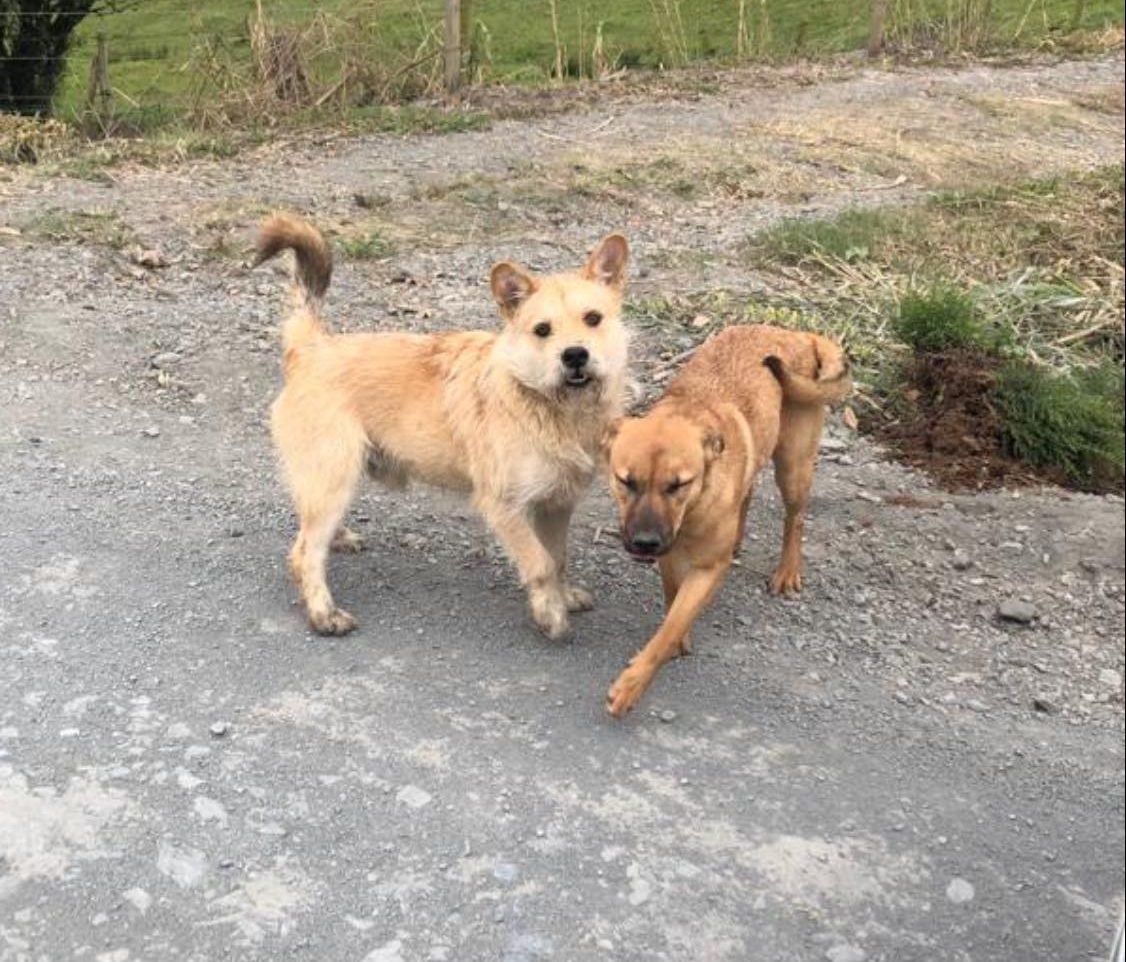 Funcionários da Prefeitura resgatam cachorros abandonados em Braço do Trombudo
