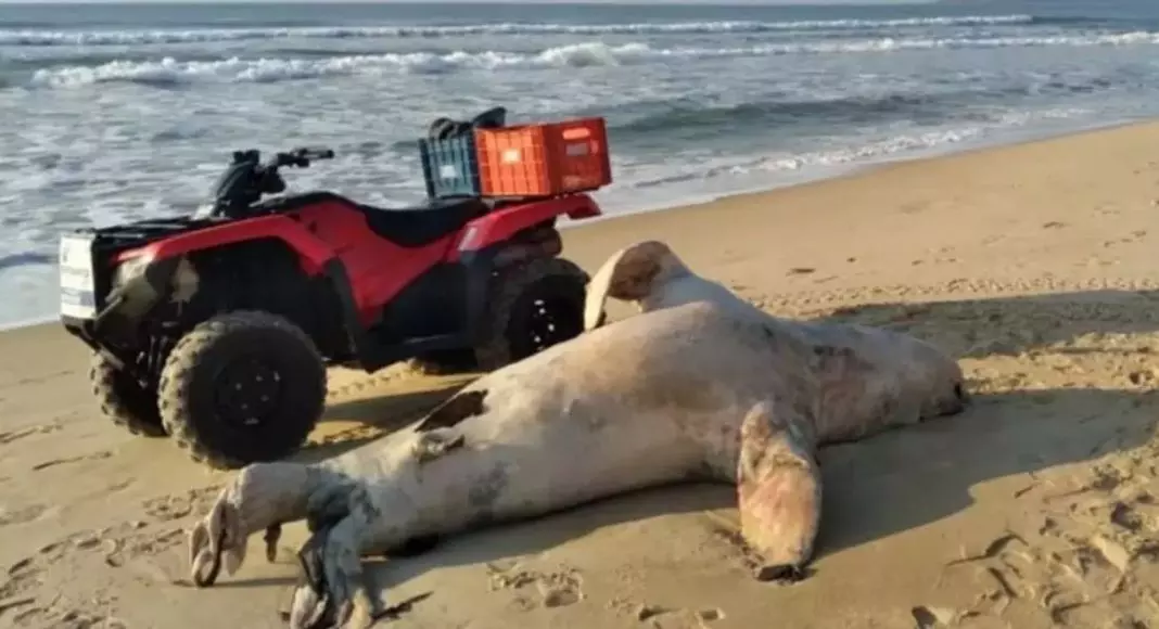 Leão-marinho de 250 quilos é encontrado morto em praia de SC