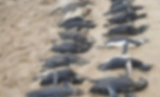Ciclone causa a morte de quase 600 pinguins em SC