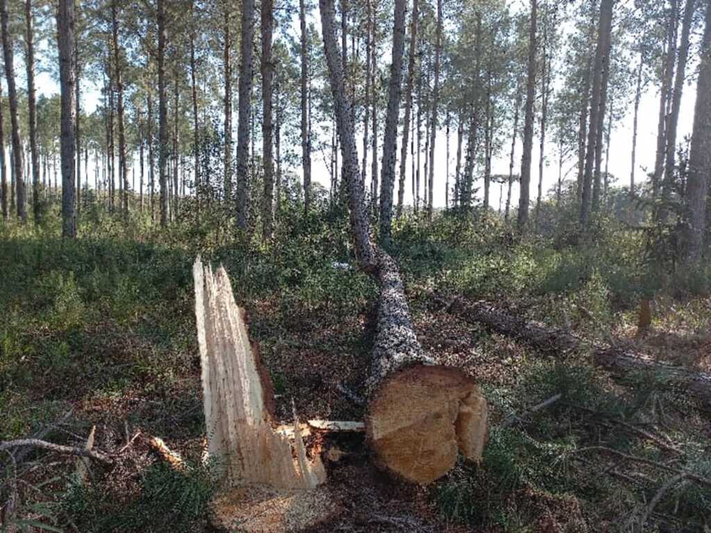 Trabalhador morre após ser atingido por árvore em Otacílio Costa