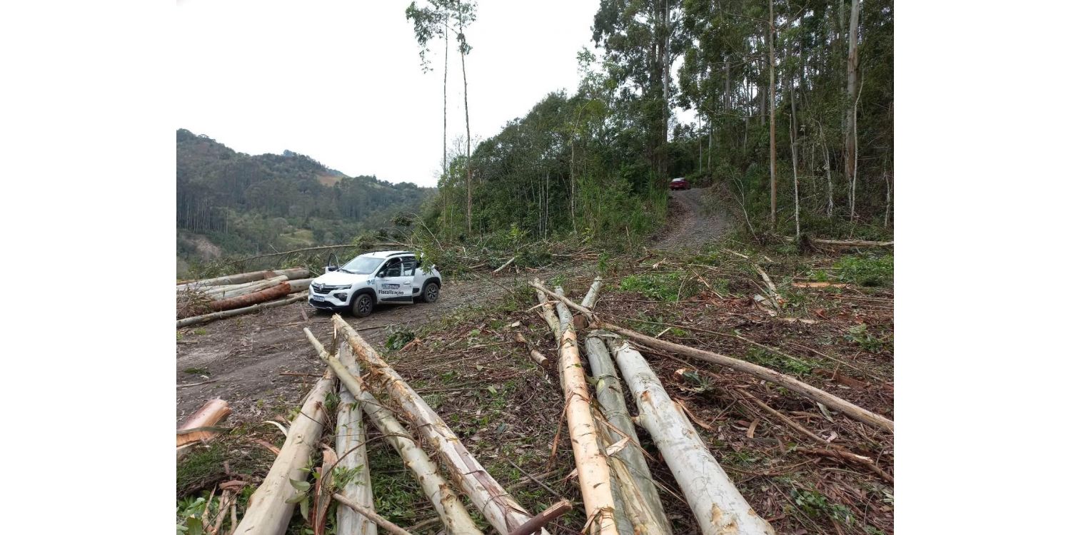 Responsável por extração de madeiras é notificado após denúncia em Ituporanga
