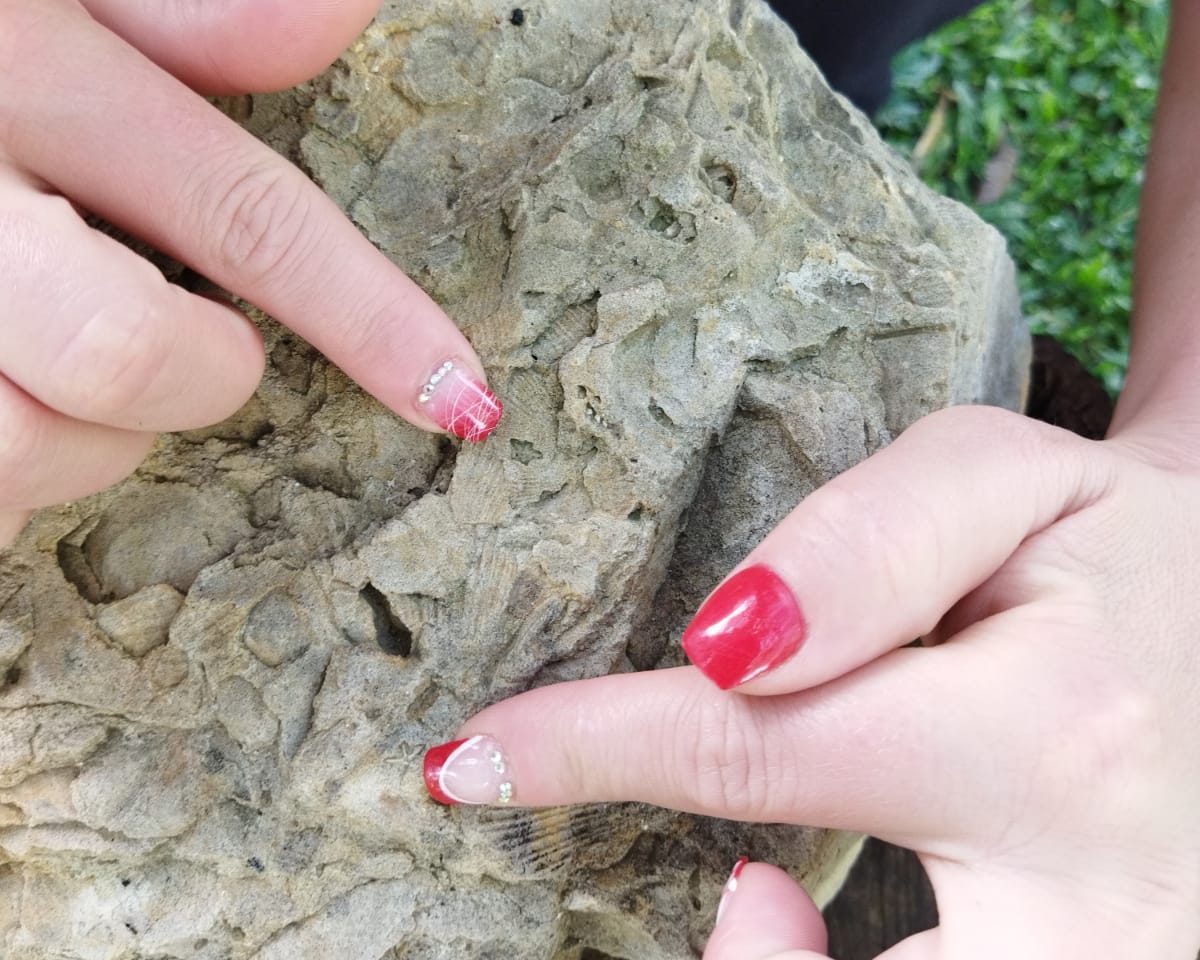 Fósseis de novas estrelinhas do mar são encontradas em rochas, em Taió
