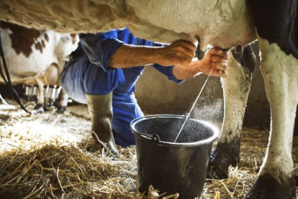 Produtor de leite: o mundo vai precisar ainda mais de você!