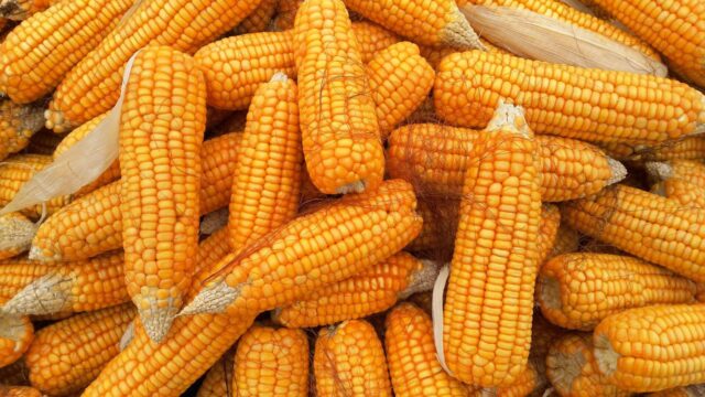 Setembro tem o melhor mês da história nas exportações de milho