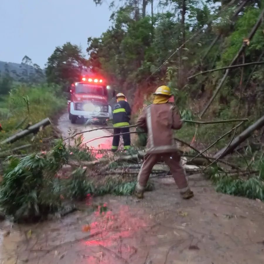 Temporal causa quedas de árvores e destelhamento de residência em Vitor Meireles